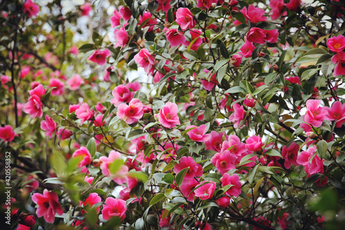Pink Camellia x williamsii 'Mary Christian' in flower