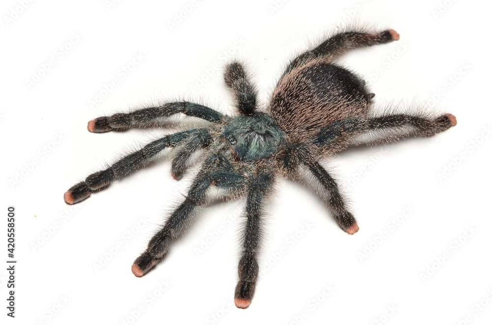 Closeup of the common pinktoe tarantula Avicularia avicularia, possibly morphotype 6 (Araneae: Theraphosidae), from Suriname (Eilerts de Haan), photographed on white background. Closeup of the common pinktoe tarantula Avicularia avicularia, possibly morphotype 6 (Araneae: Theraphosidae), from Suriname (Eilerts de Haan), photographed on white background.