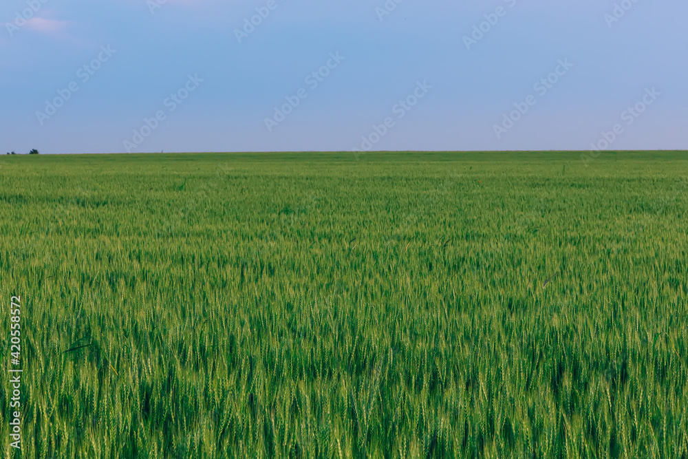 beautiful nature. field of winter wheat. summer evening.