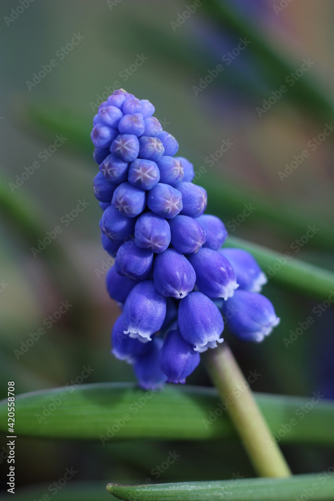 Extreme close up of a single blue Muscari armeniacum flowerhead in a natural outdoor setting. Also known as Grape Hyacinth Extreme close up of a single blue Muscari armeniacum flowerhead in a natural outdoor setting. Also known as Grape Hyacinth