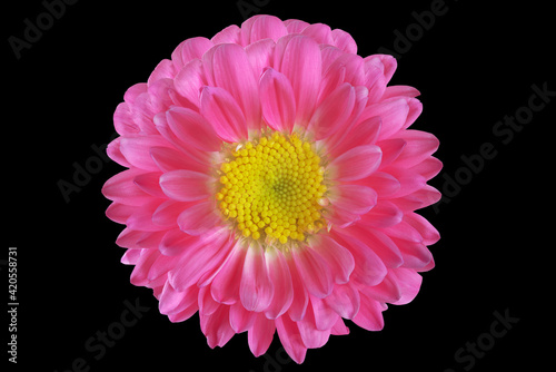 part of a beautiful pink flower on a black background