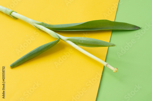 a tulip stem with leaves without petals on a yellow background. © Alena
