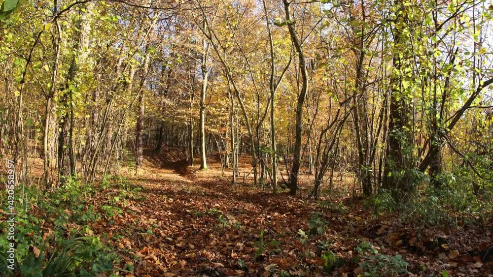 forest tree wood november relax forest tree wood november relax
