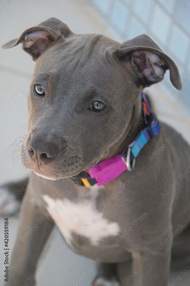 close up of a puppy pit bull dog at home close up of a puppy pit bull dog at home