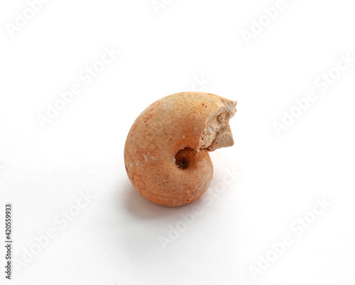 Vászonkép The core of the Bellerophon gastropod of the Carboniferous period (Carbon)