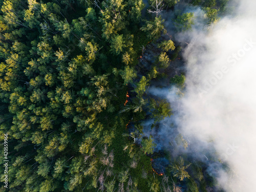 Forest fire