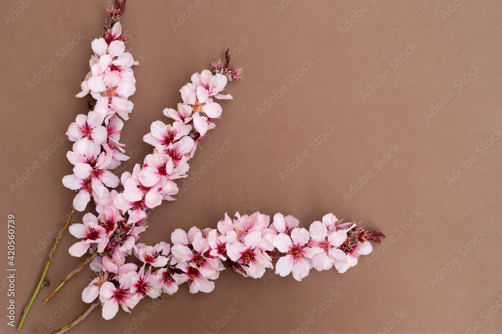 Fototapeta premium almond tree bloom