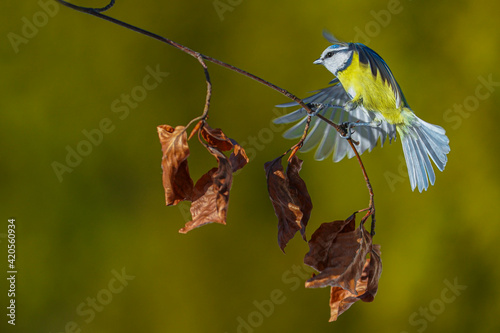 Tableau sur toile Blue tit (Cyanistes caeruleus) resting in a hornbeam