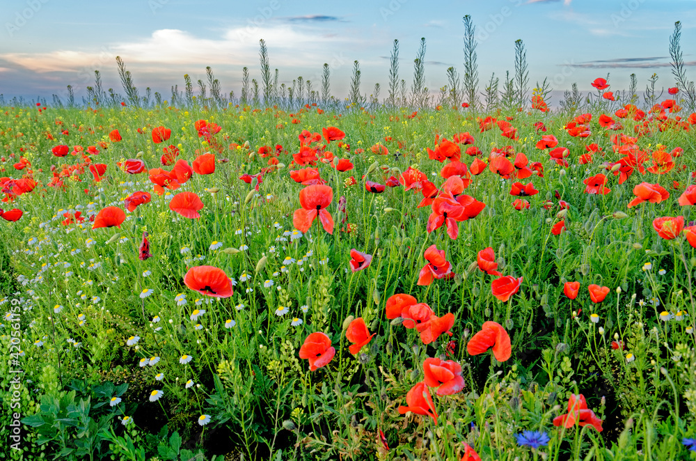 Fototapeta premium A view of a Poppy field in countryside - Romania