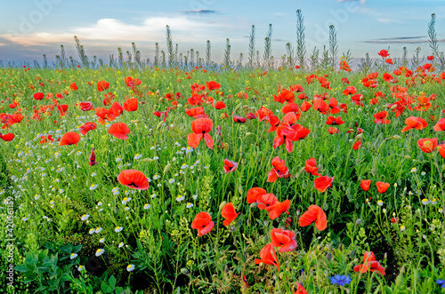 A view of a Poppy field in countryside - Romania