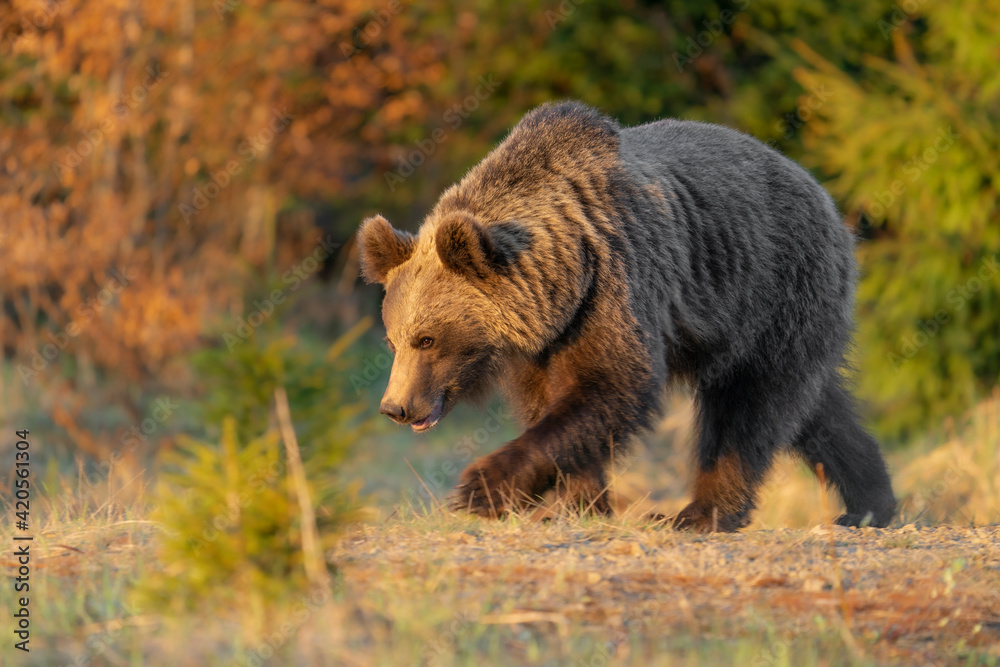 Fototapeta premium Brown bear in Vysoke Tatry mountains in Slovakia - Ursus arctos