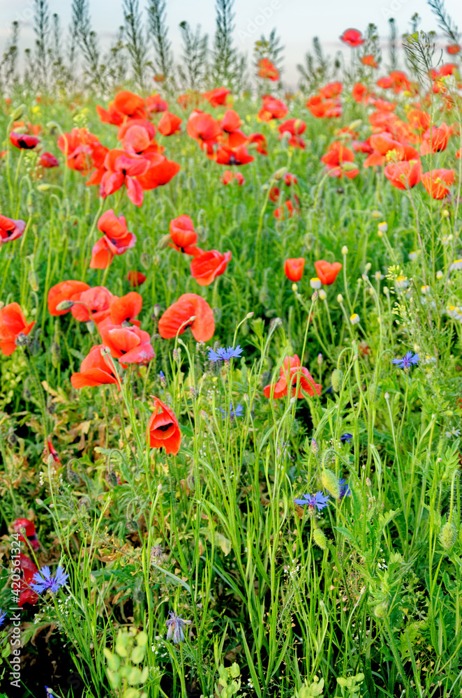 A view of a Poppy field in countryside - Romania