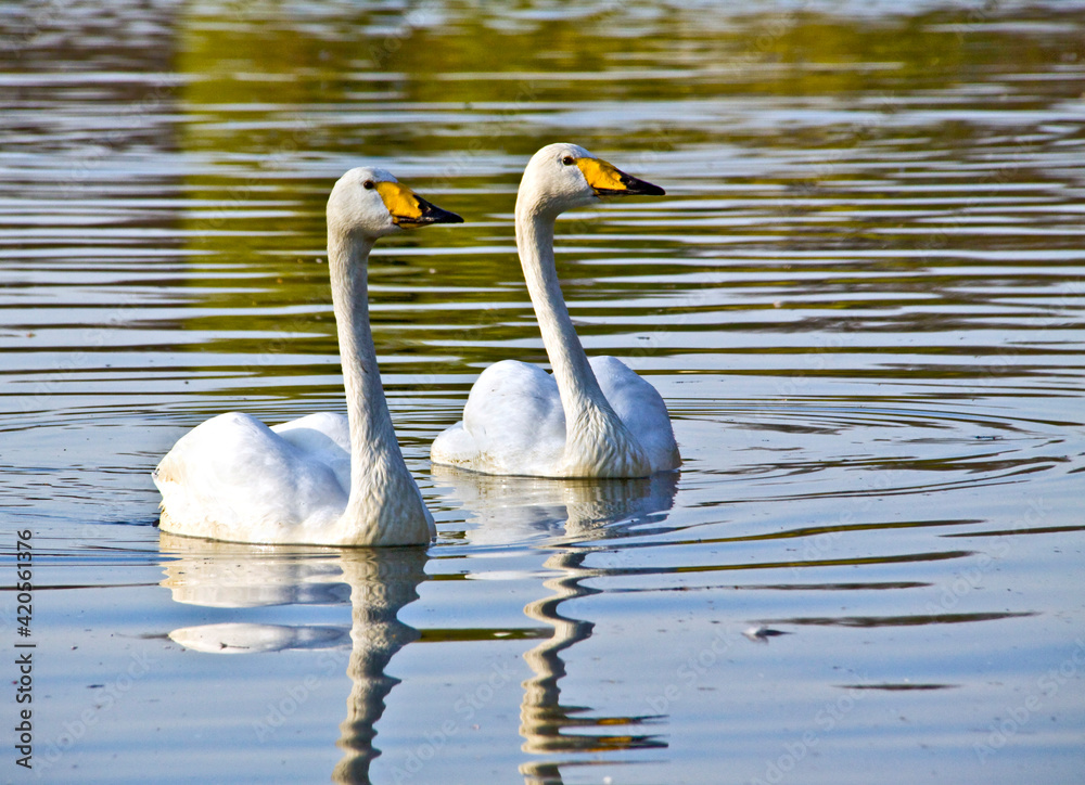 A pair of Bewicks swan swimming in a pond. A pair of Bewicks swan swimming in a pond.