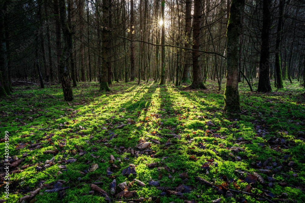 Sonnenuntergang in einem Nadelwald mit Sonnenstern Sonnenuntergang in einem Nadelwald mit Sonnenstern