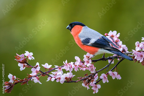 Foto Male eurasian bullfinch (Pyrrhula pyrrhula) on a branch with pink flowers on a beautiful day in may