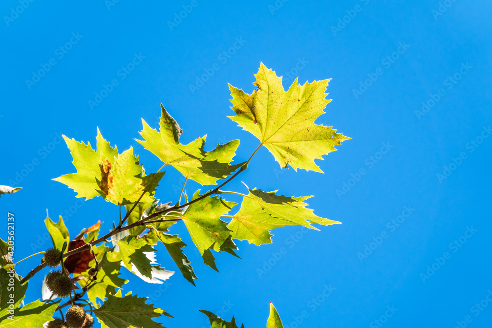 Green Leaves of Pltatanus oreintalis tree on blue sky background Green Leaves of Pltatanus oreintalis tree on blue sky background