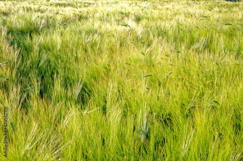 Ripening crop of wheat growing in a field