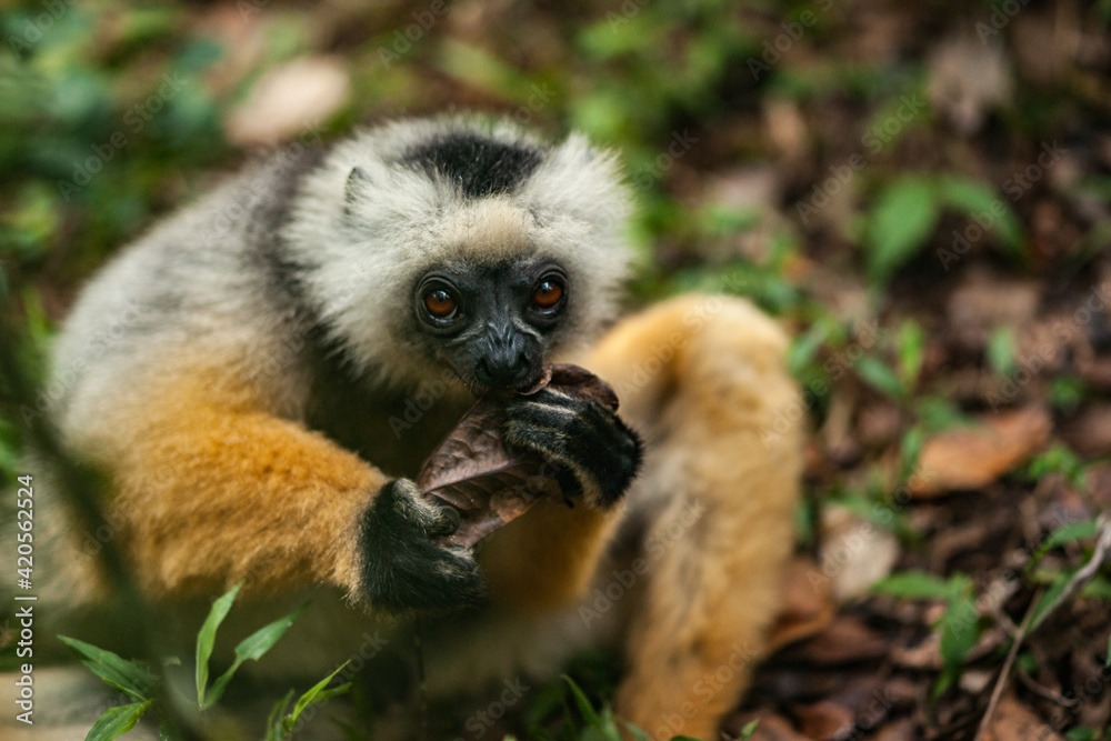 A Beautiful Lemur Looks Towards the Camera A Beautiful Lemur Looks Towards the Camera