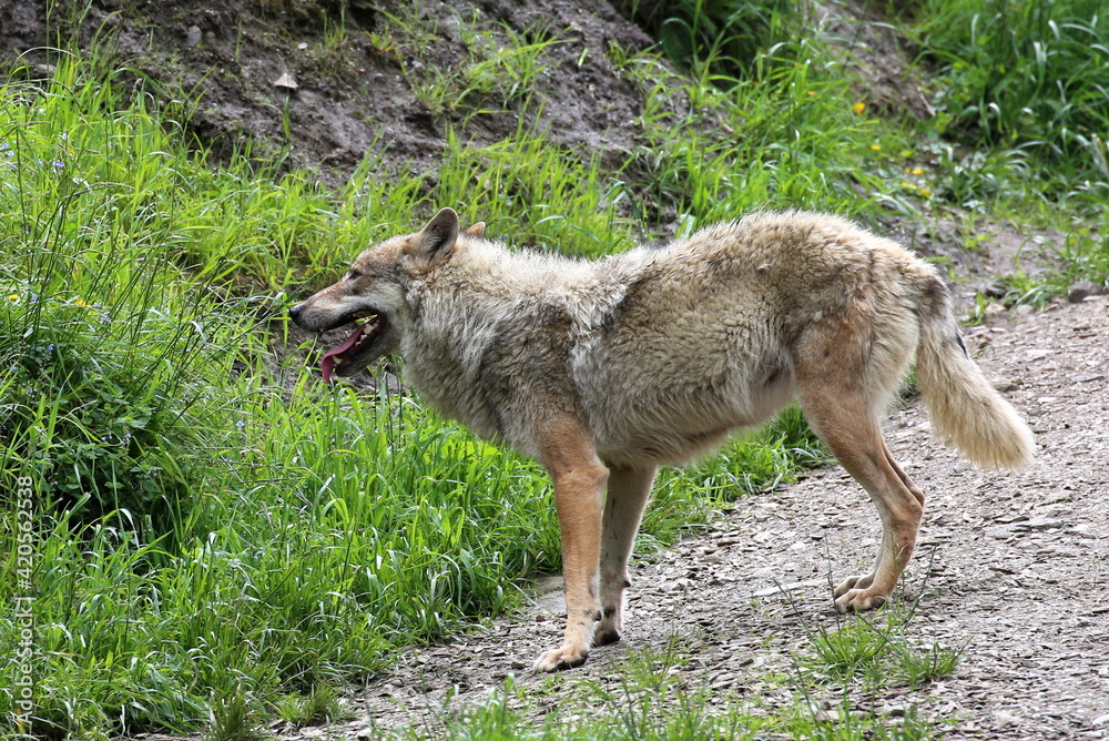 Wolf in freier Natur. Wolf in freier Natur.