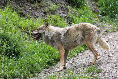 Wolf in freier Natur.