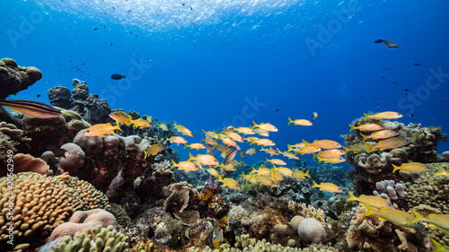 Fototapeta Naklejka Na Ścianę i Meble -  School of Grunts in coral reef of Caribbean Sea, Curacao