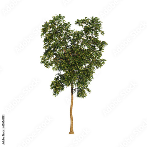 Arboles para post-produccion de proyectos de arquitectura