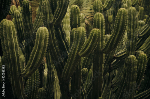 Group of cactus photo