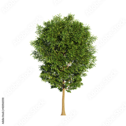 Arboles para post-produccion de proyectos de arquitectura