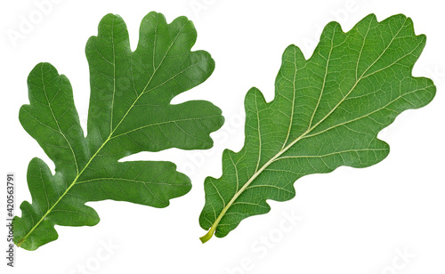 Oak leaves isolated on a white background  top view. Front and back side.