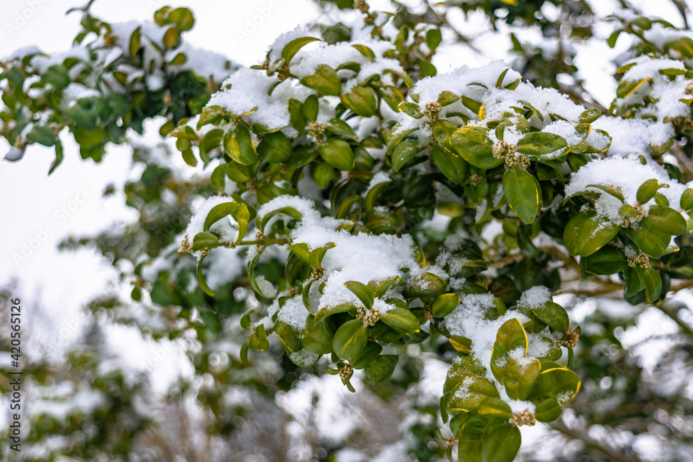 Green plants leaves under snow up closeup Green plants leaves under snow up closeup