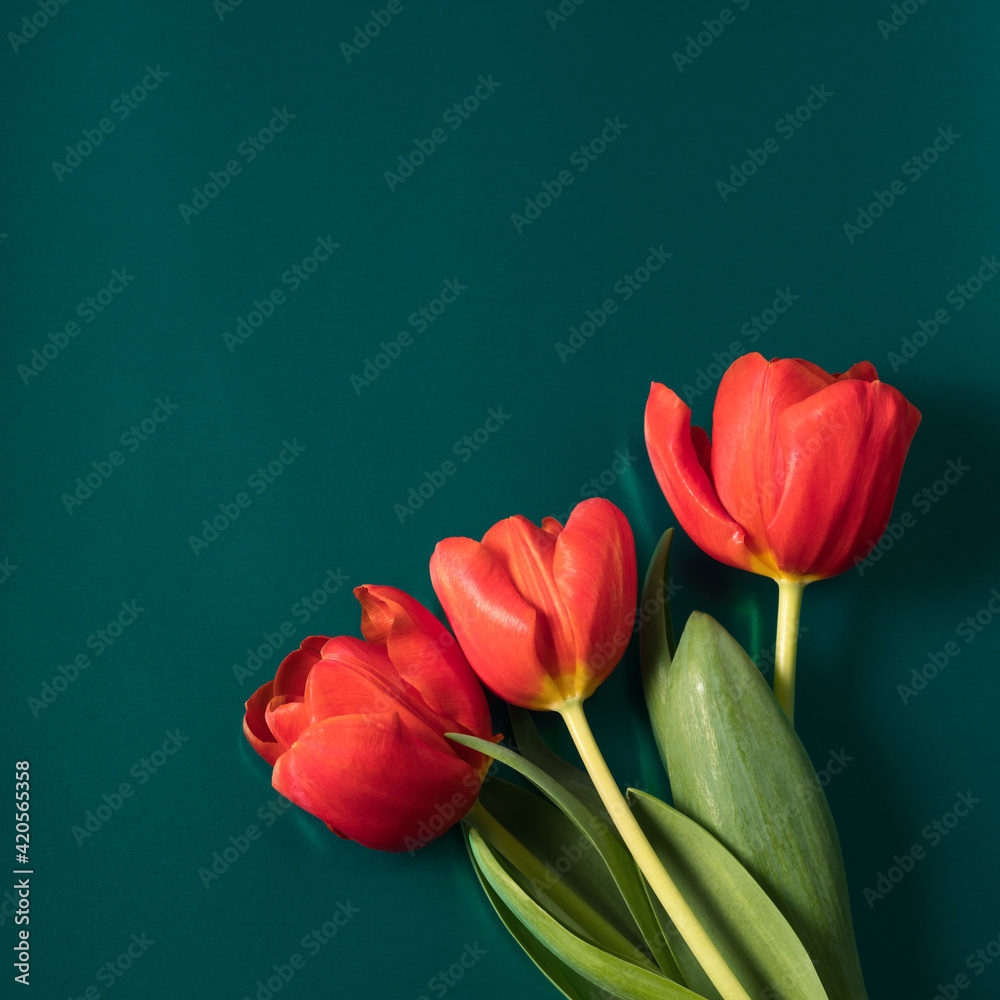 Fototapeta Wiosenne czerwone tulipany kilka na zielonym tle metalicznej. Dzień matki, tło dzień kobiet. Kwadrat