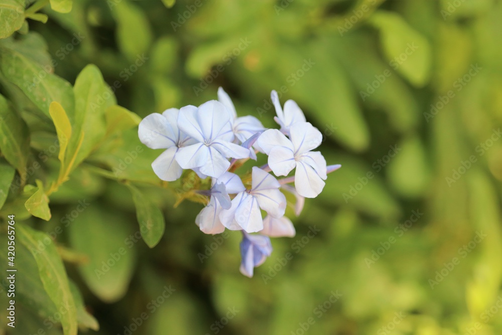 a beautiful Leadwort's flower a beautiful Leadwort's flower