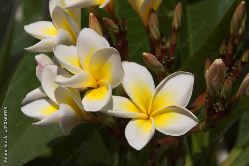 Fototapeta premium flowers in garden