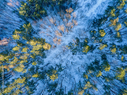 Forest during winter. Overhead photo.