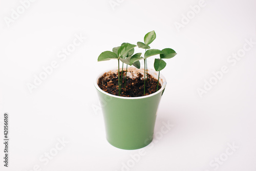 Some Pamela plant sprouts in a green plastic pot.