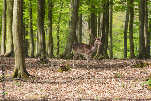 European fallow deer - Dama dama grazes in a deciduous forest. Wild photo. © Roman Bjuty