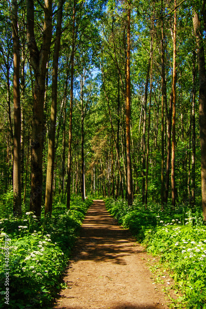 Fototapeta premium sandy path lit by the sun's rays among tall trees in a public park