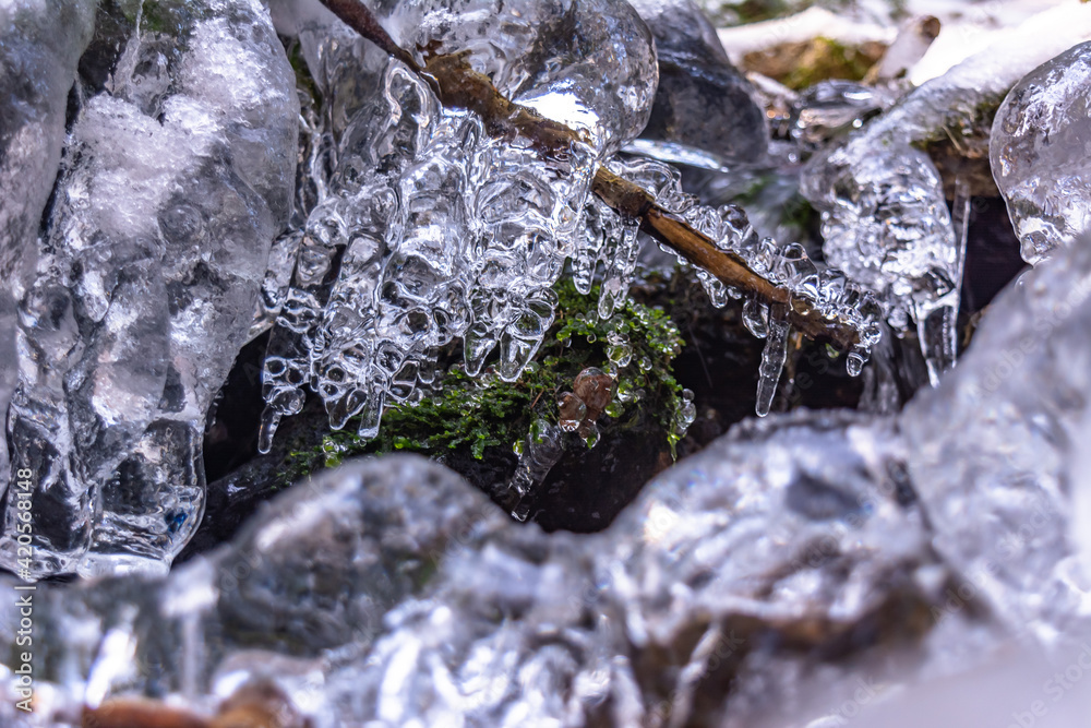 Iced Grass Plants Under Ice And Snow Iced Grass Plants Under Ice And Snow