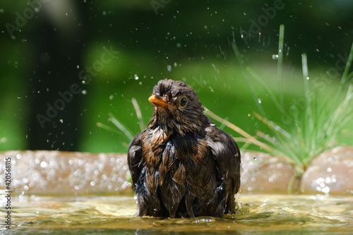 Blackbird (Turdus merula), male sprays water while bathing. Czechia. Europe. _7014 7.2019.jpg