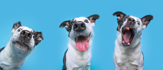 studio shot of a dog on an isolated background