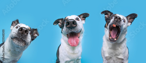 Fotografiet studio shot of a dog on an isolated background