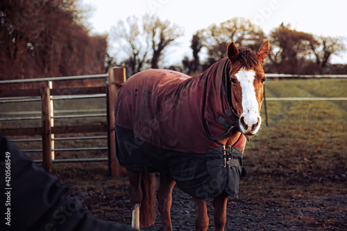 A brown horse with a white stripe on his head, wearing a purple blanket. The horse is standing on the farm near the wooden fence. The horse is looking at the camera.