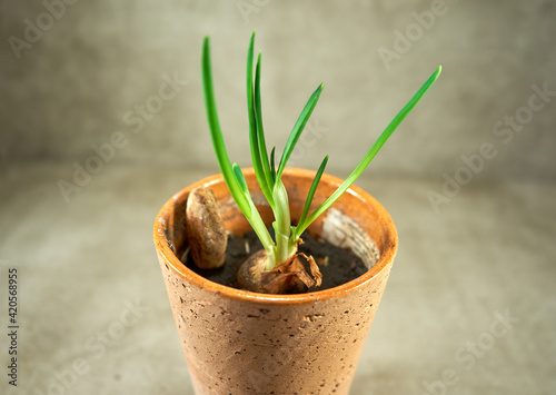 Onion planted in the flower pot started to grow 