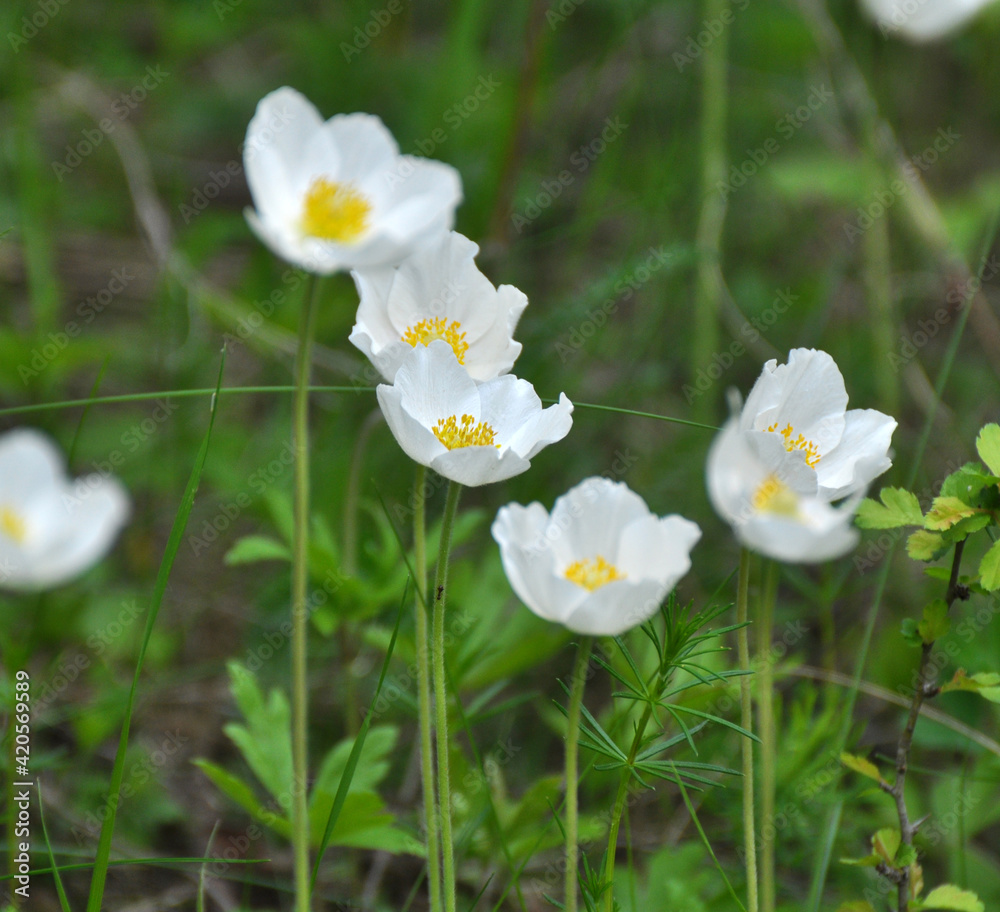 In the wild, Anemone sylvestris blooms in the forest In the wild, Anemone sylvestris blooms in the forest
