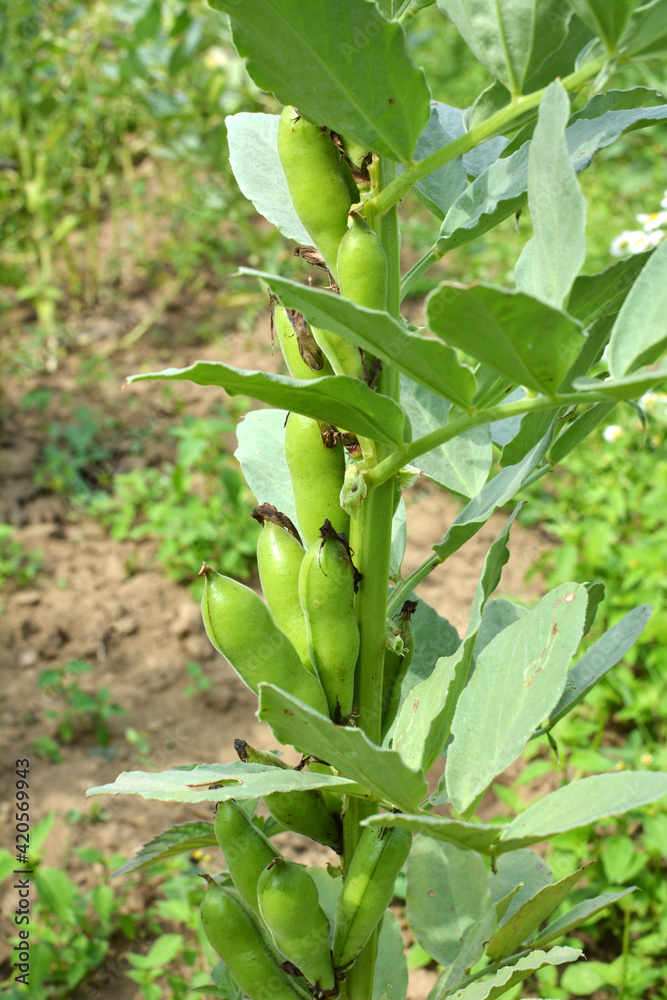 On the stem of the bean (Vicia faba) ripen pods On the stem of the bean (Vicia faba) ripen pods