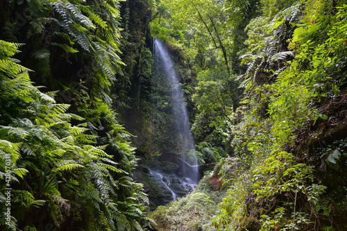 Fototapet Wasserfall von Los Tilos auf La Palma