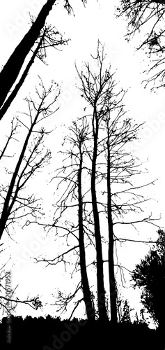 Background with silhouettes of bare branches of trees. Vertical view of nature. Vector illustration