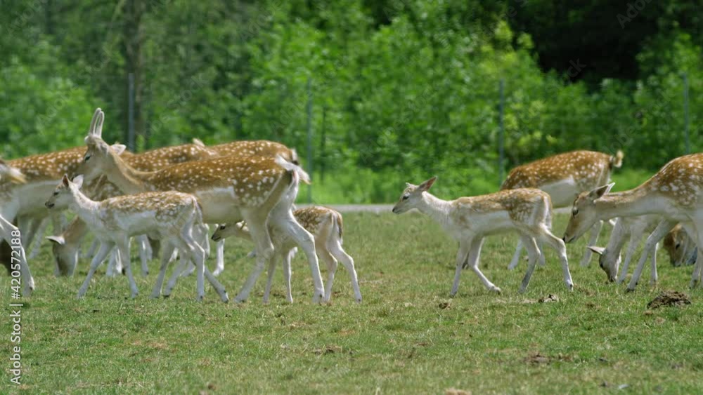 Pack of Fallow deer walk across reserve - wide shot Pack of Fallow deer walk across reserve - wide shot