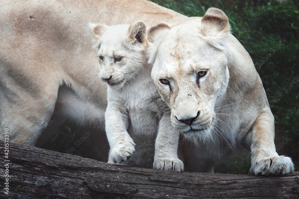 lioness and cubs