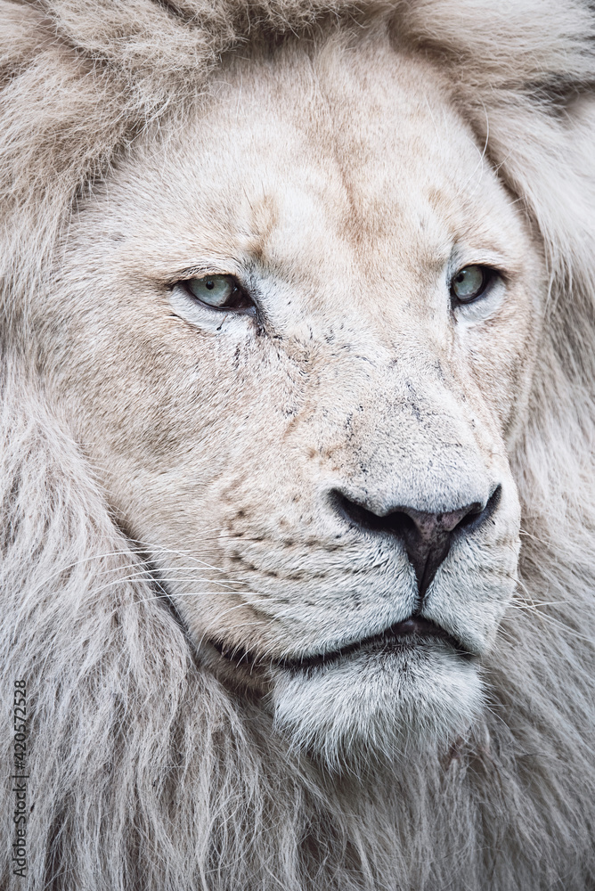 Fototapeta premium close up portrait of a lion
